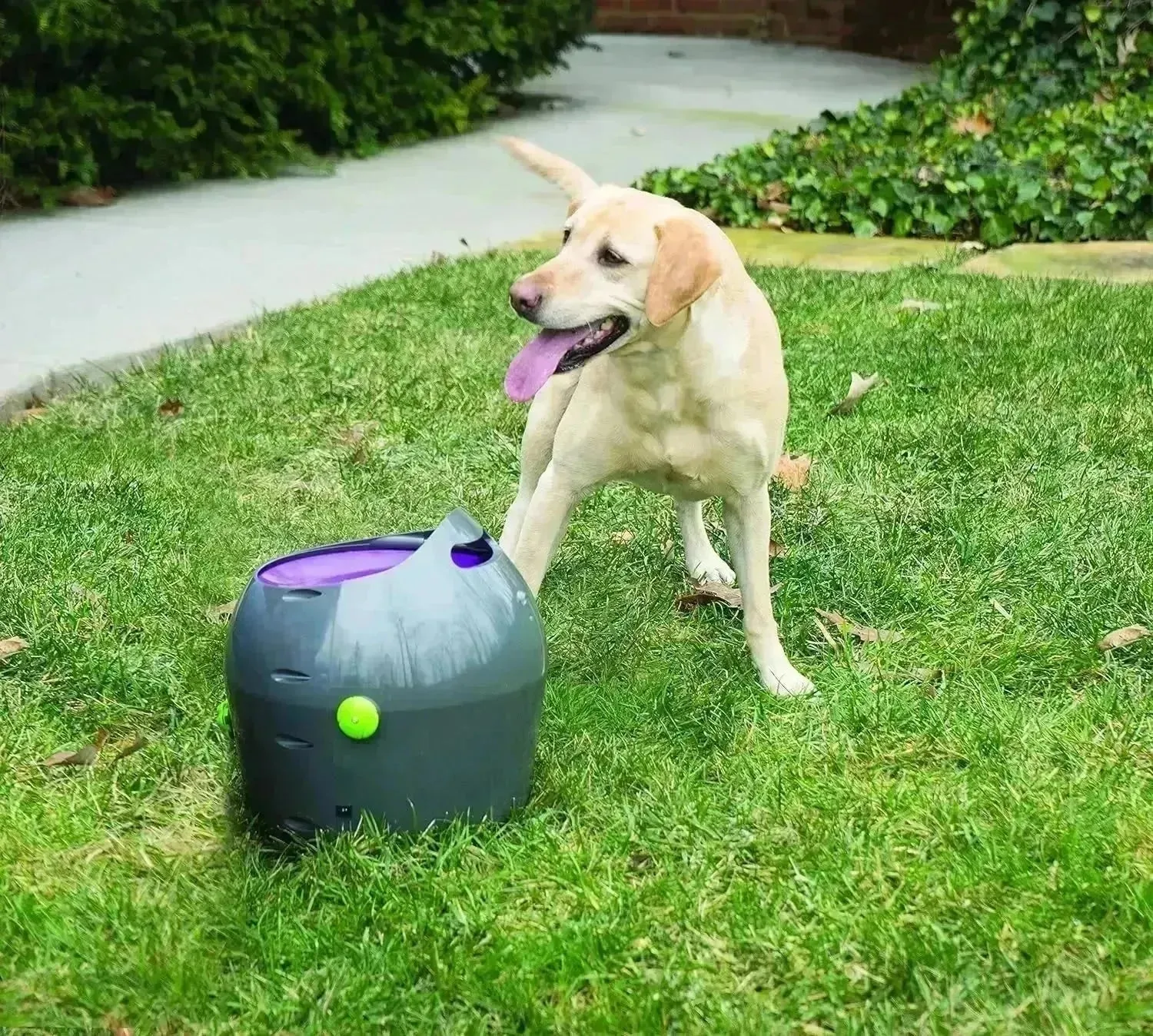 Automatic Dog Ball Launcher All Breed Sizes